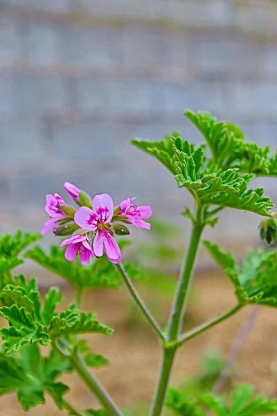 Plant arbarori