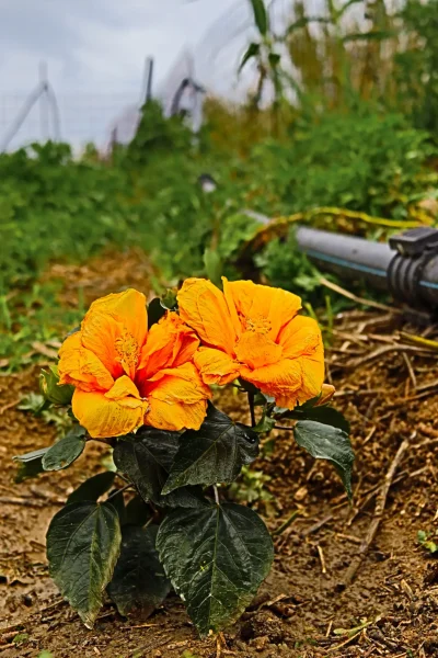 Plant hibiscus