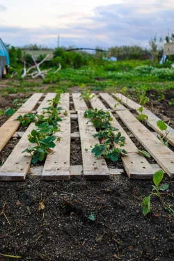 Plant vegetable